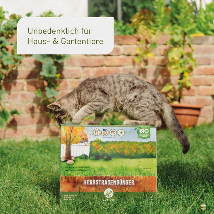 Katze spielt auf Bio-Herbstrasendünger Box
