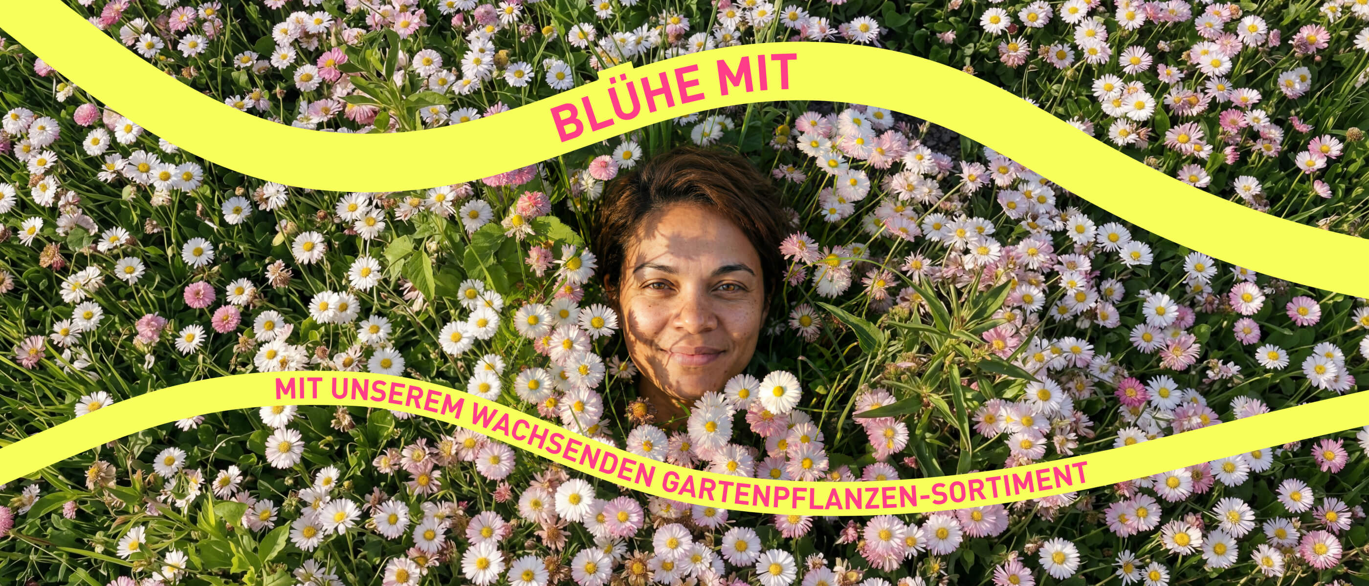 Gänseblümchen-Wiese
