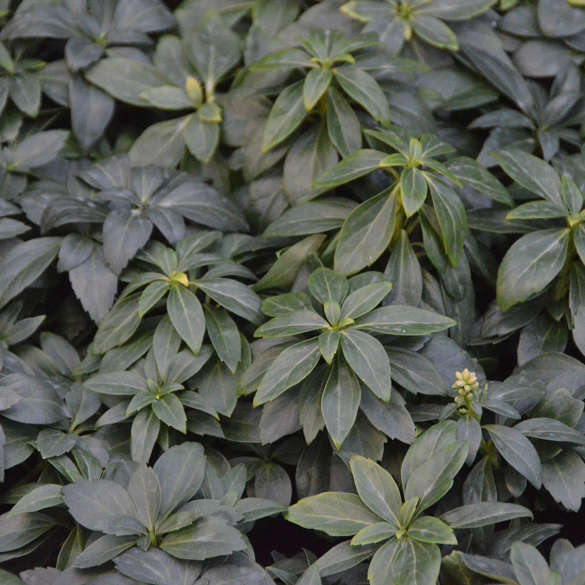 Pachysandra terminalis 'Compacta' (Mehrfach-Set)