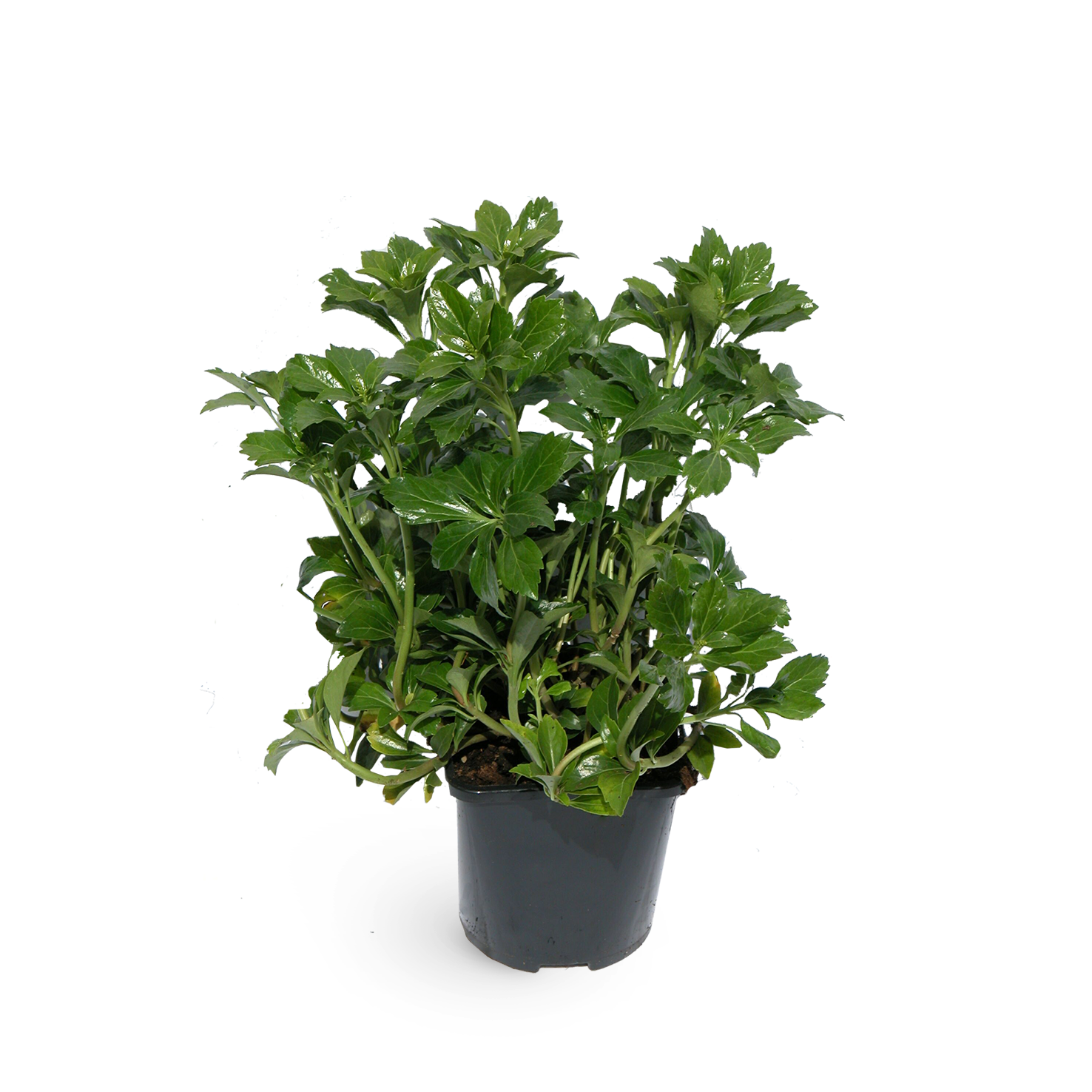 Pachysandra terminalis (Mehrfach-Set) kaufen