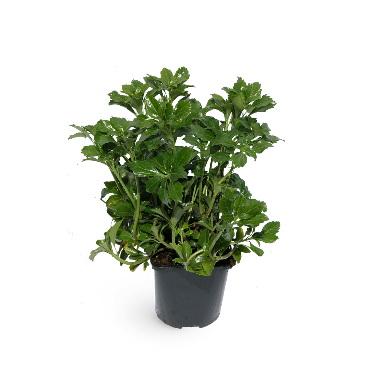 Pachysandra terminalis (Mehrfach-Set)