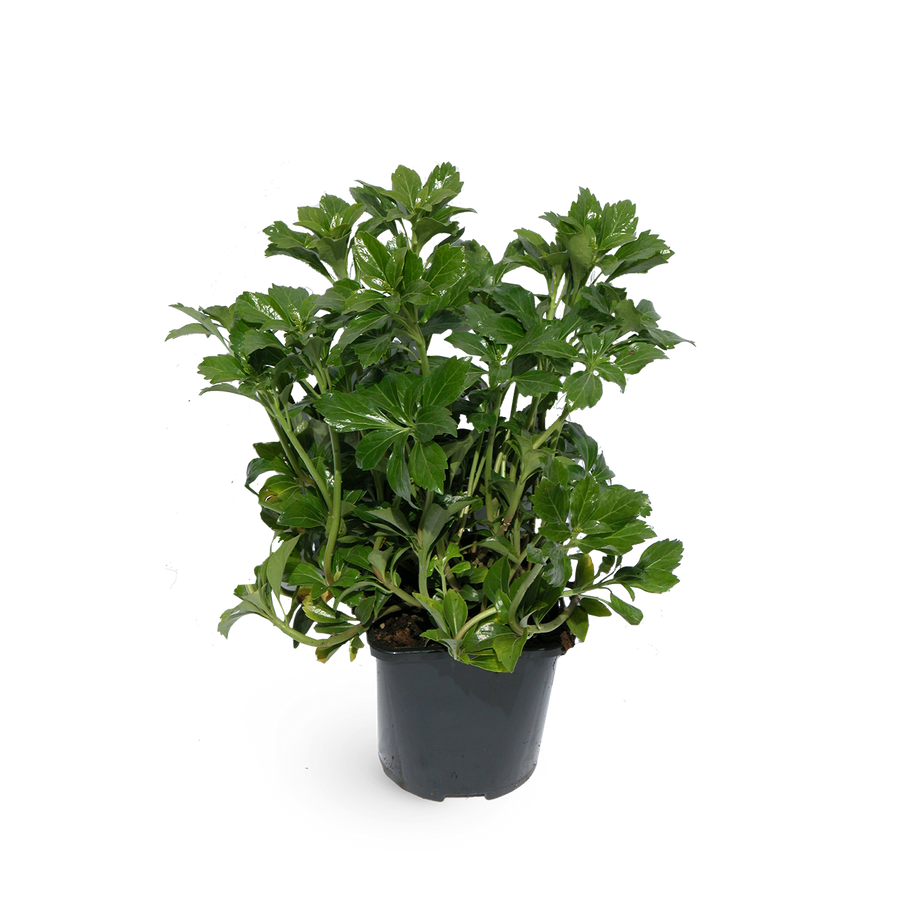 Pachysandra terminalis (Mehrfach-Set)