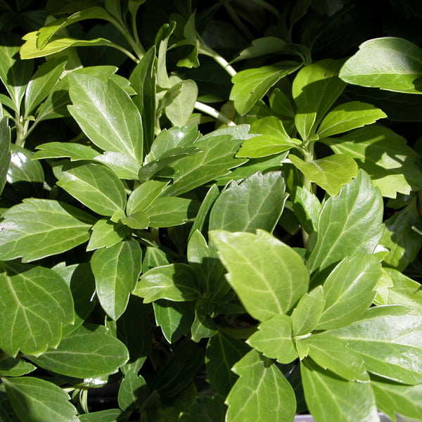 Pachysandra terminalis