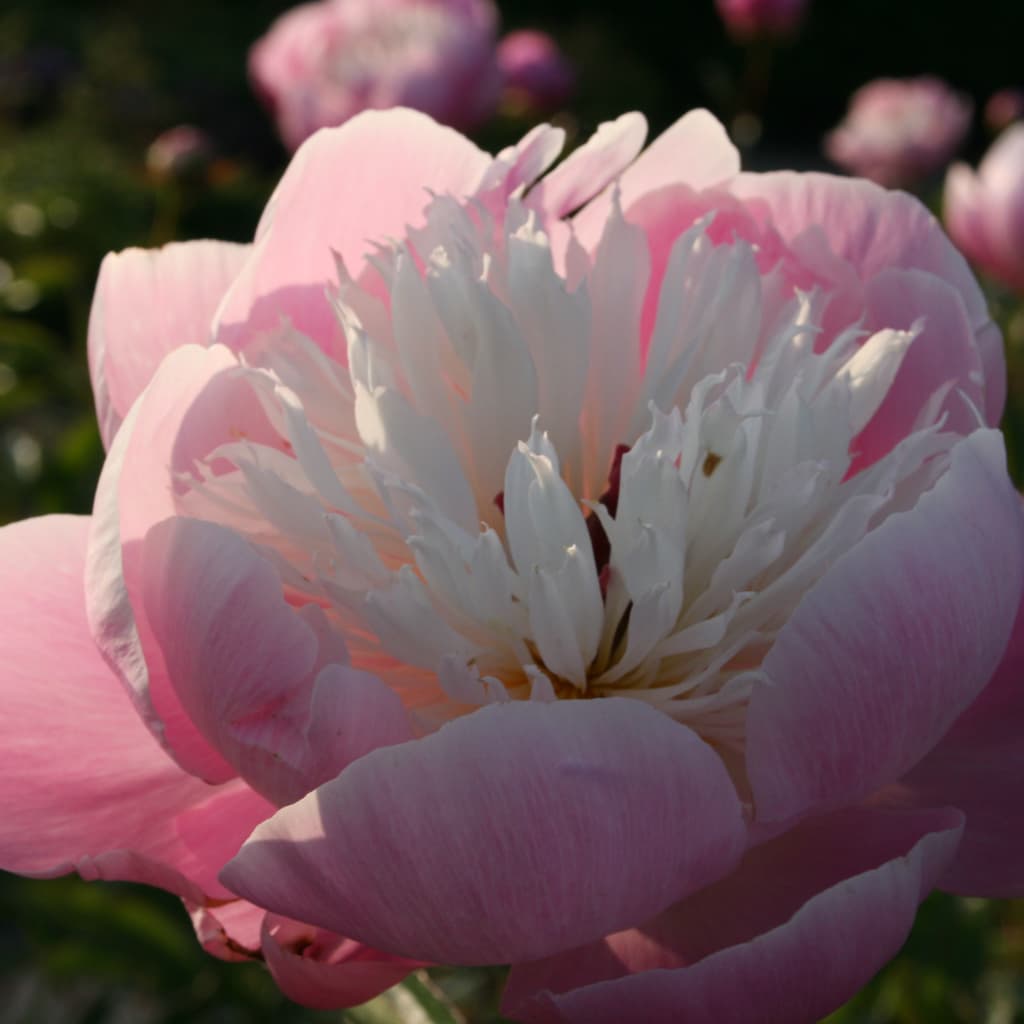 Paeonia lactiflora 'Bowl of Beauty'