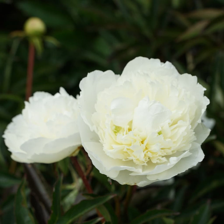 Paeonia lactiflora 'Duchesse de Nemours'