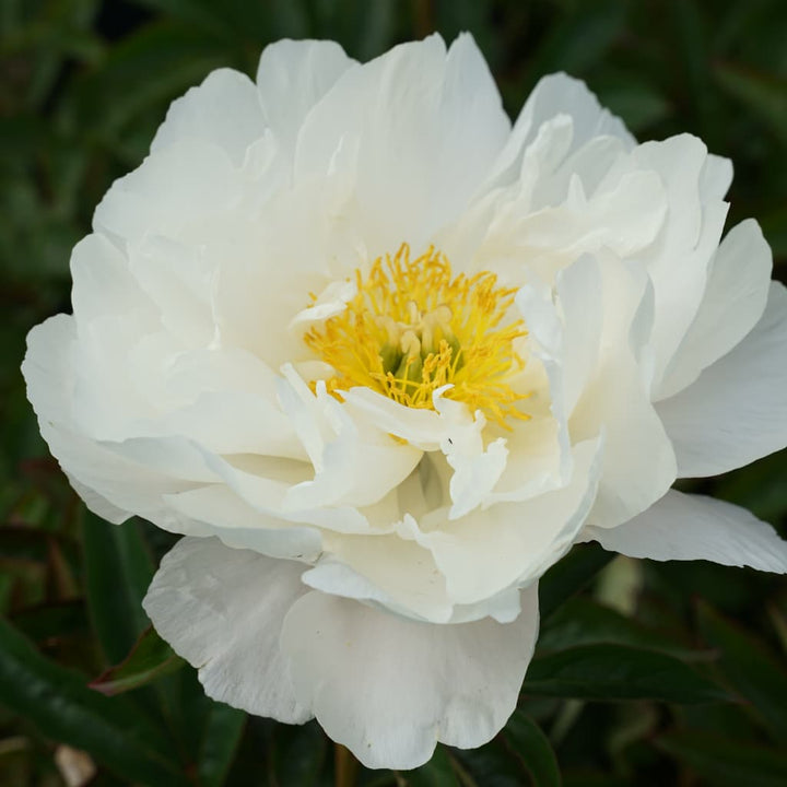 Paeonia lactiflora 'Duchesse de Nemours'