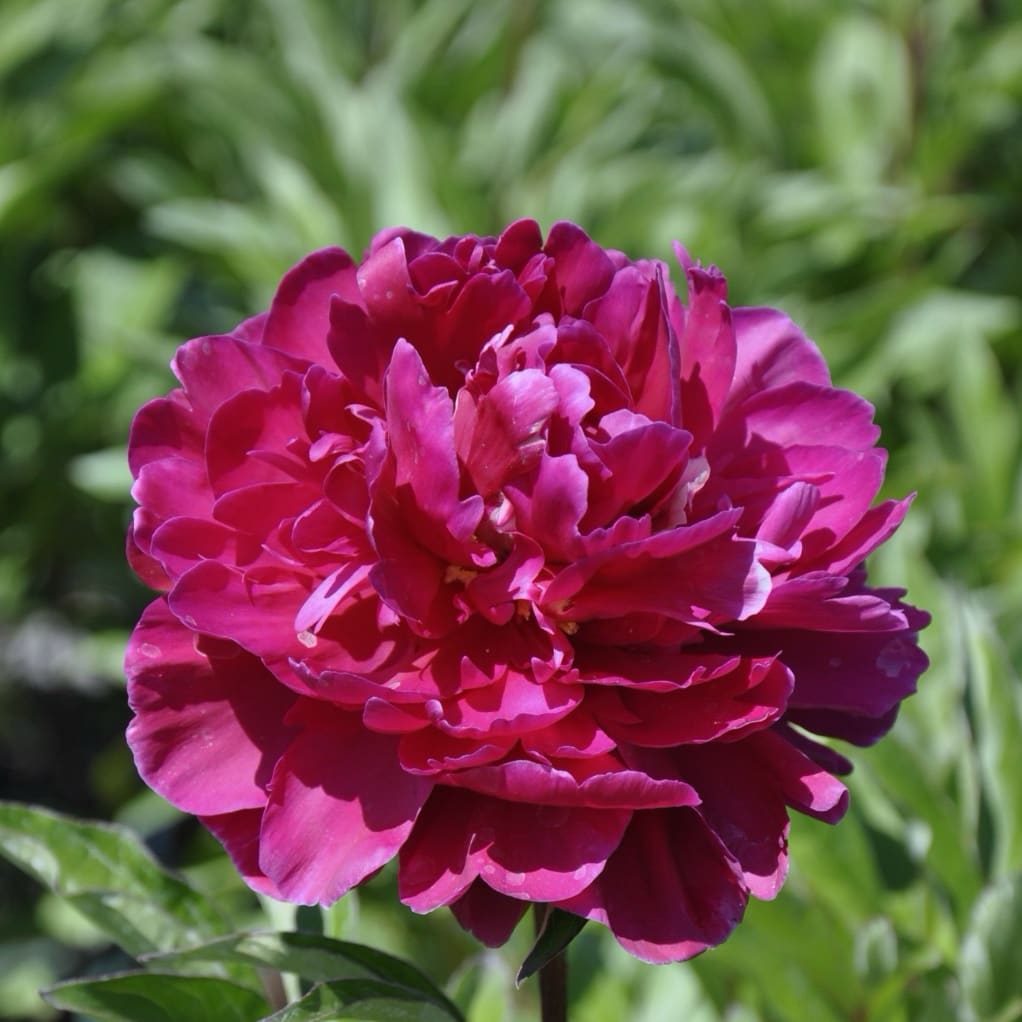 Paeonia lactiflora 'Karl Rosenfield'