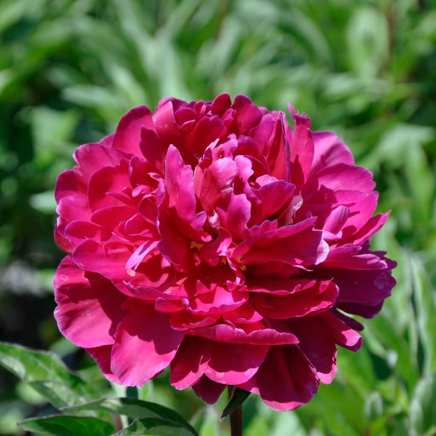 Paeonia lactiflora 'Karl Rosenfield'