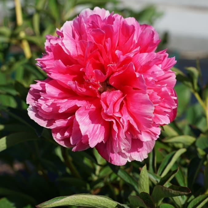 Paeonia officinalis 'Rosea Plena'