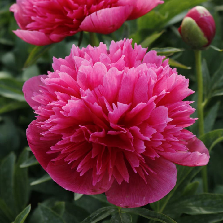 Paeonia officinalis 'Rosea Plena'
