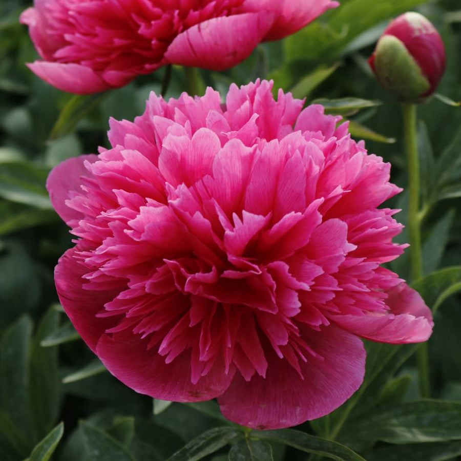 Paeonia officinalis 'Rosea Plena'