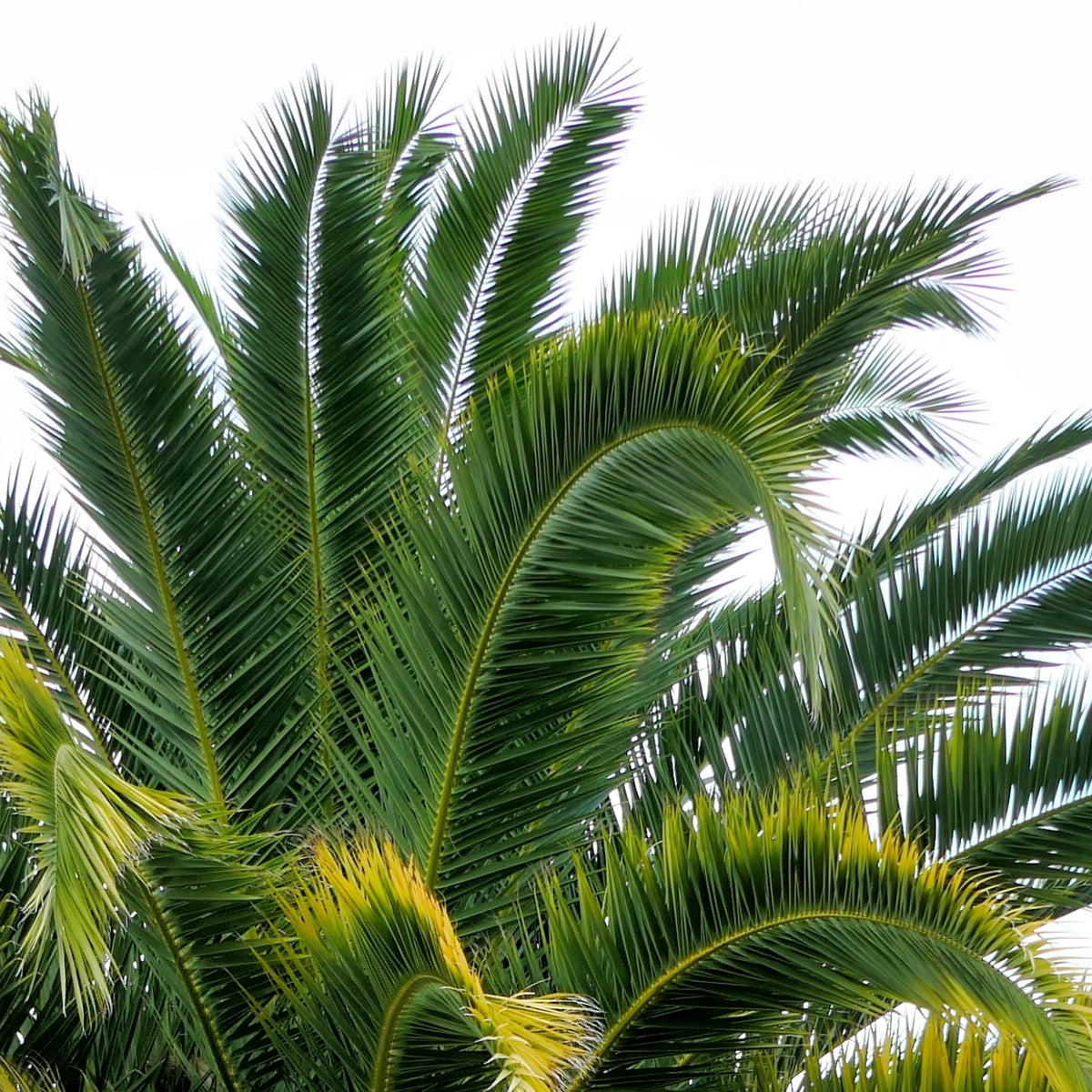 Palmwedel der Kanarischen Dattelpalme