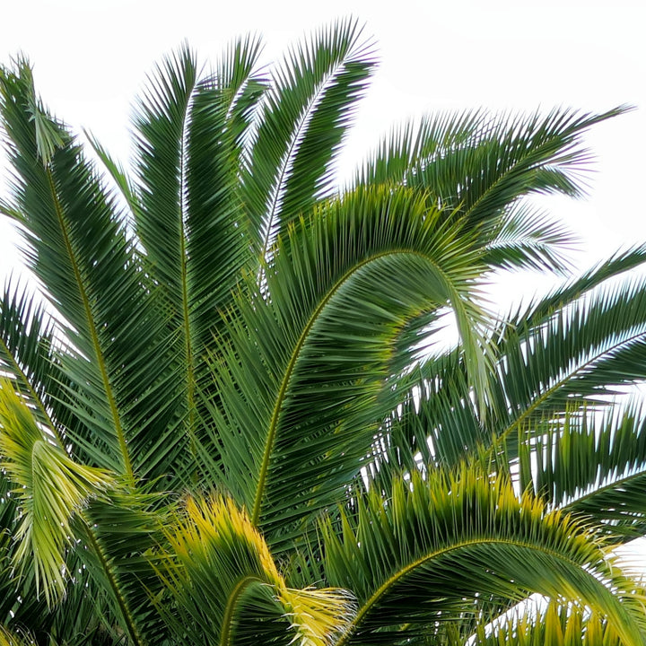 Palmwedel der Kanarischen Dattelpalme