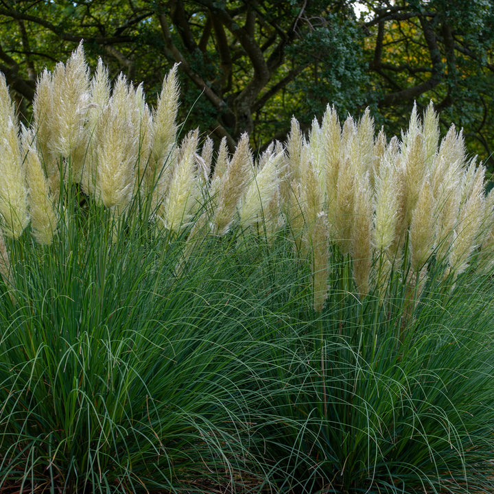 Pampasgras 'Pumila' im Garten