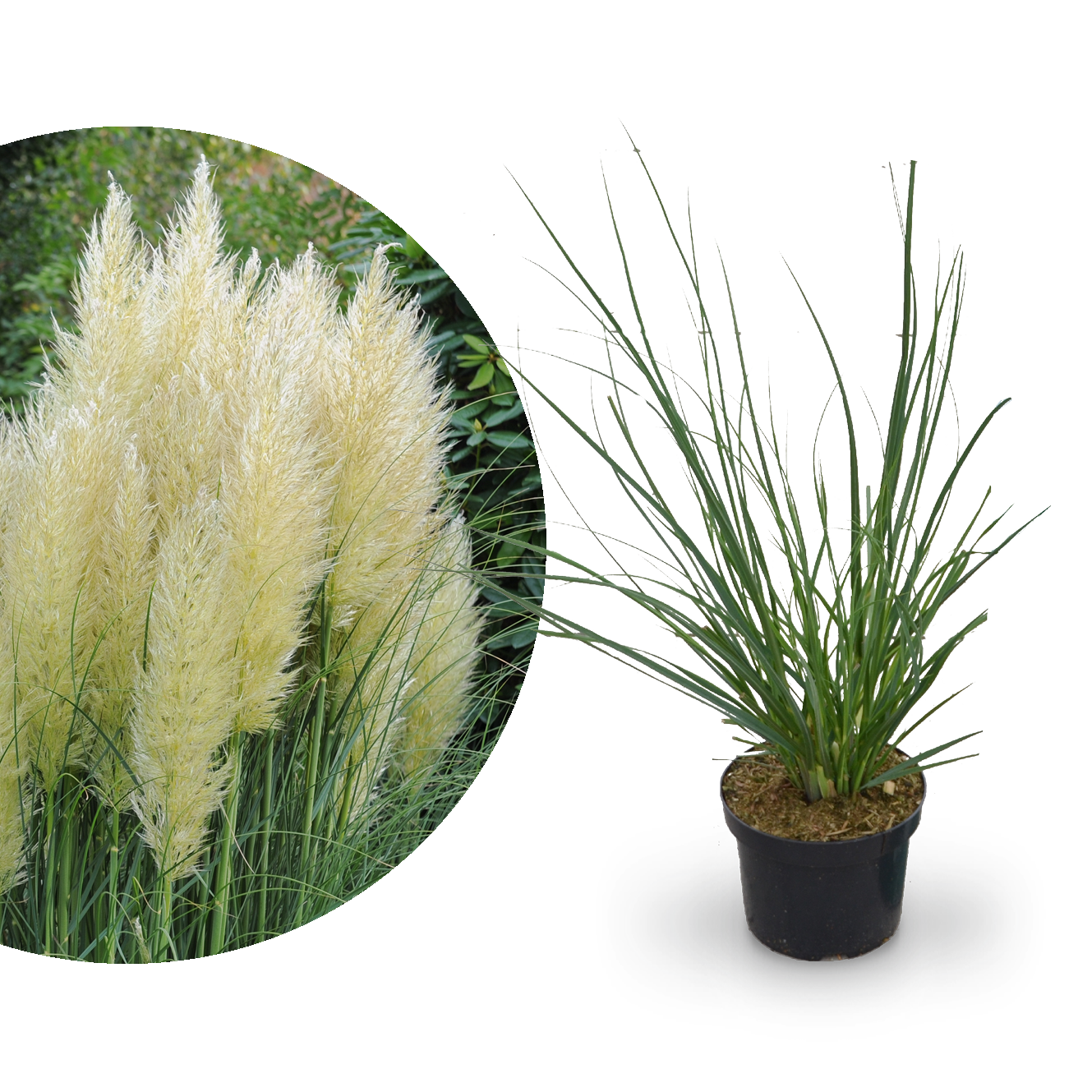 Pampasgras 'Pumila' kaufen Plantura Shop