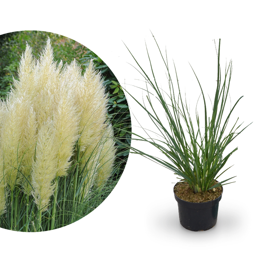 Pampasgras 'Pumila'