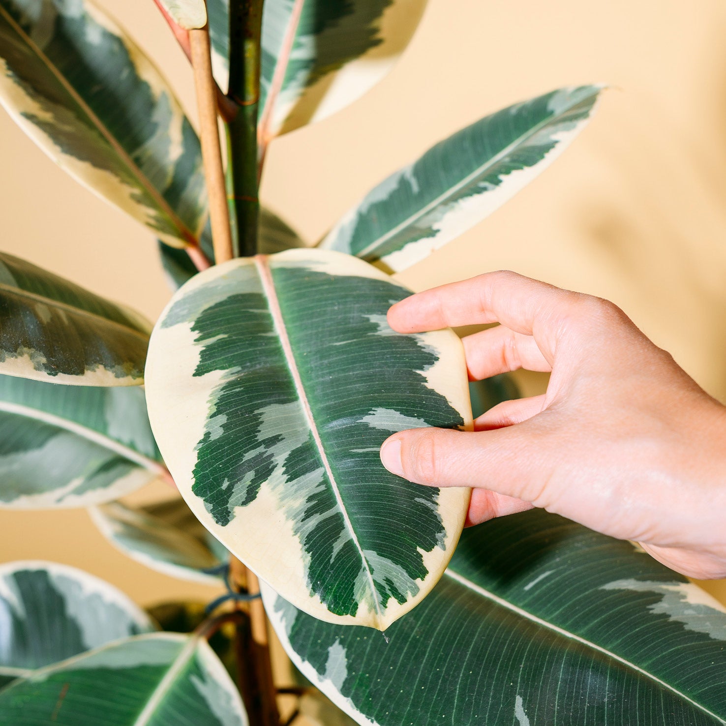 Panaschierte Blätter des Ficus elastica 'Tineke'