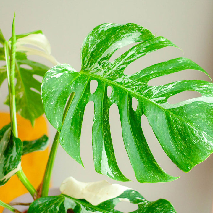 Panaschiertes Blatt der Monstera deliciosa 'Variegata'