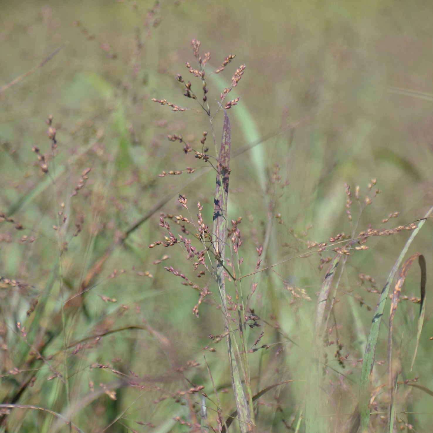 Panicum virgatum 'Heavy Metal'