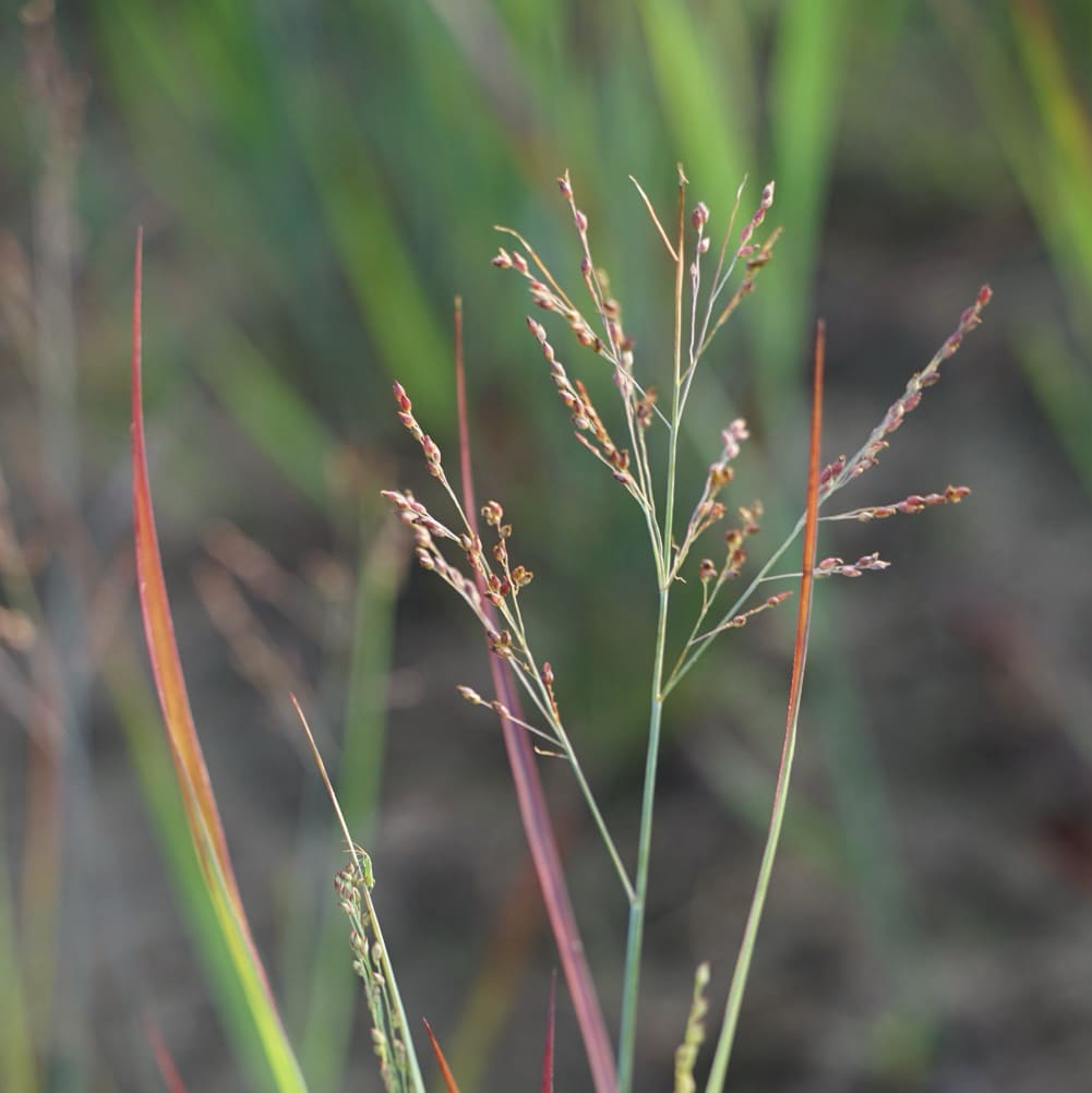 Panicum virgatum 'Heiliger Hain'