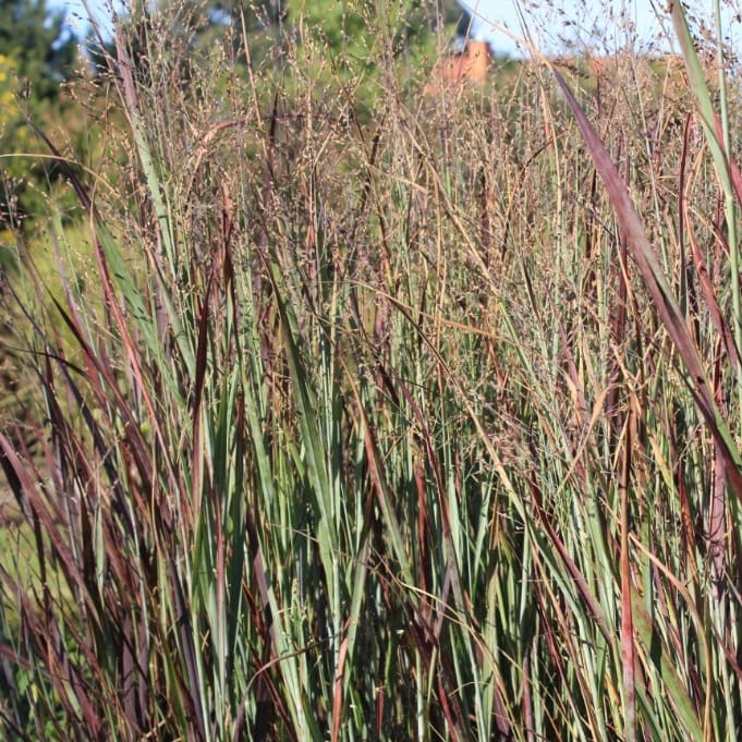 Panicum virgatum 'Heiliger Hain'