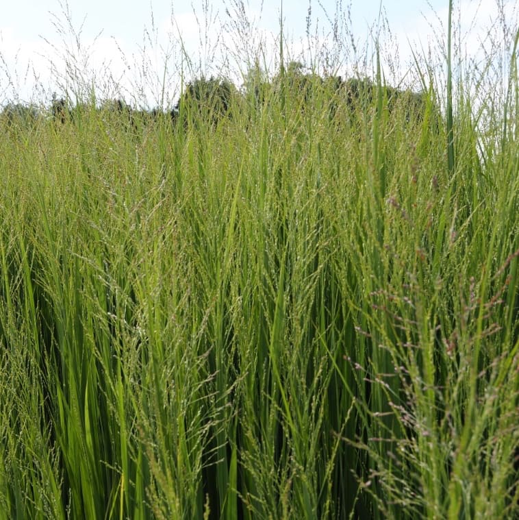 Panicum virgatum 'Northwind'