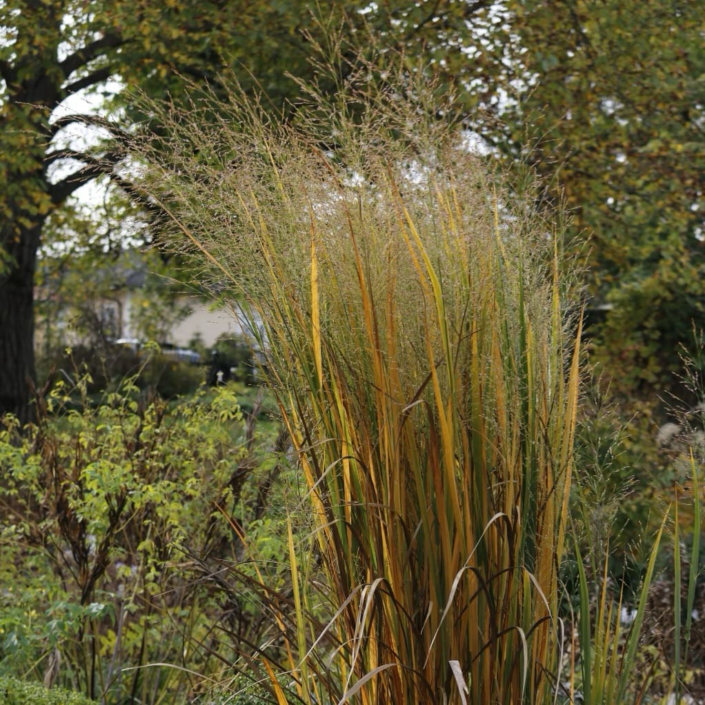 Panicum virgatum 'Northwind'