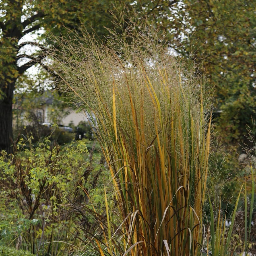 Panicum virgatum 'Northwind'
