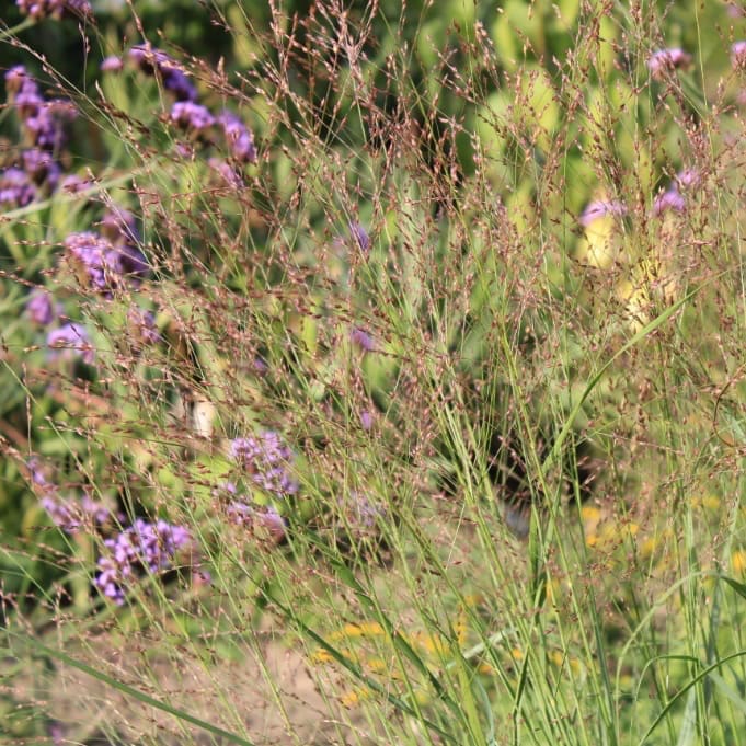 Panicum virgatum 'Rehbraun'