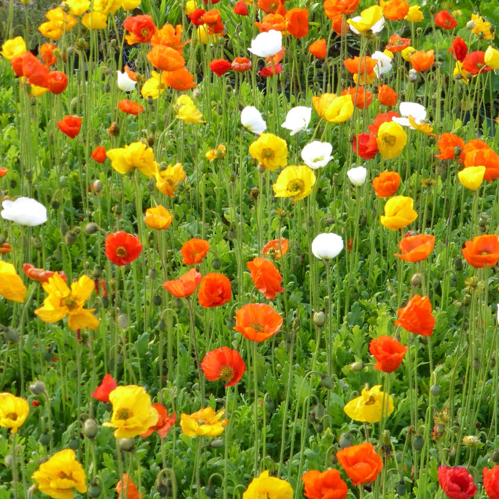 Papaver nudicaule 'Pop-Up Mix'