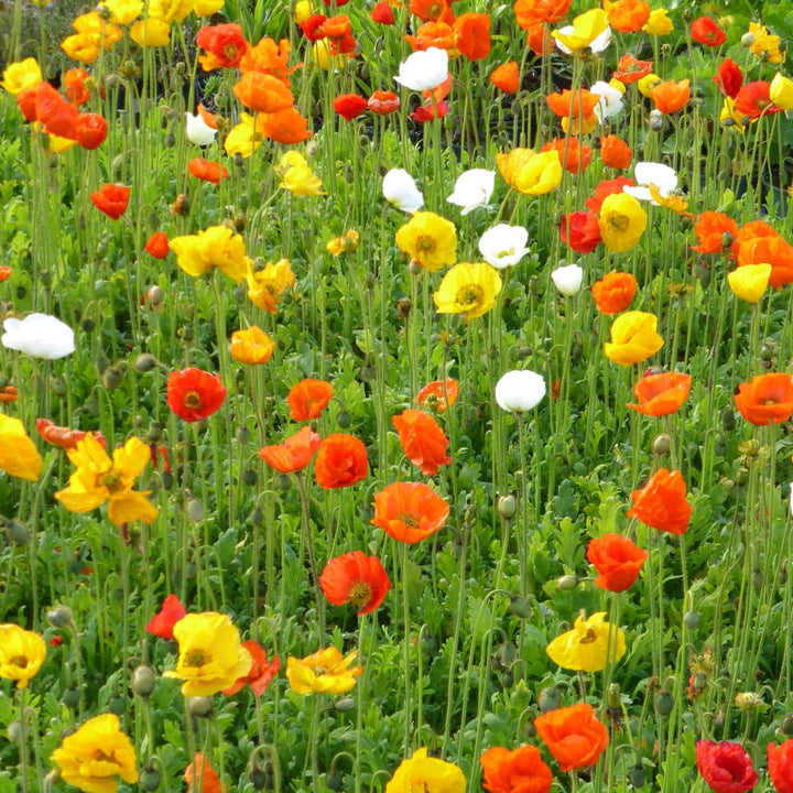 Papaver nudicaule 'Pop-Up Mix'
