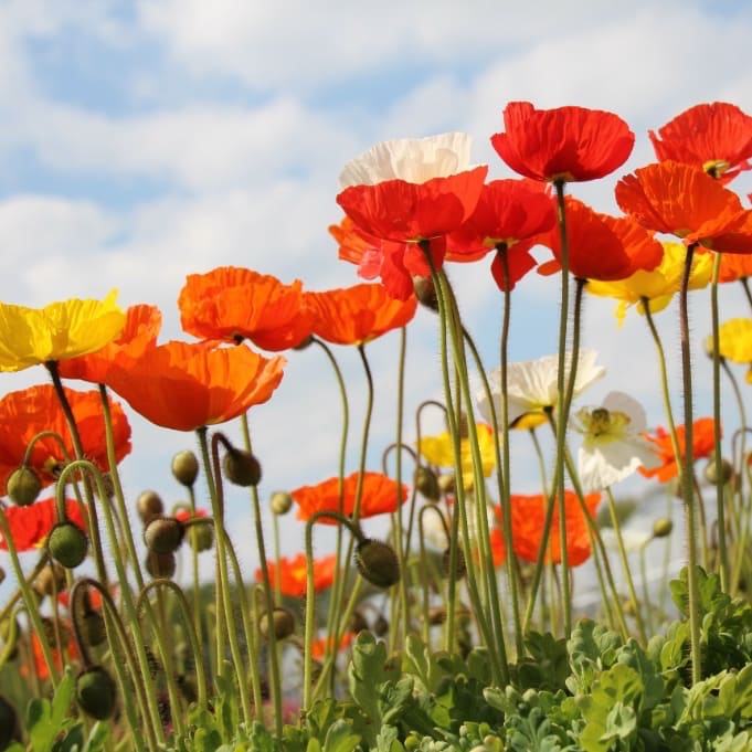 Papaver nudicaule 'Pop-Up Mix'