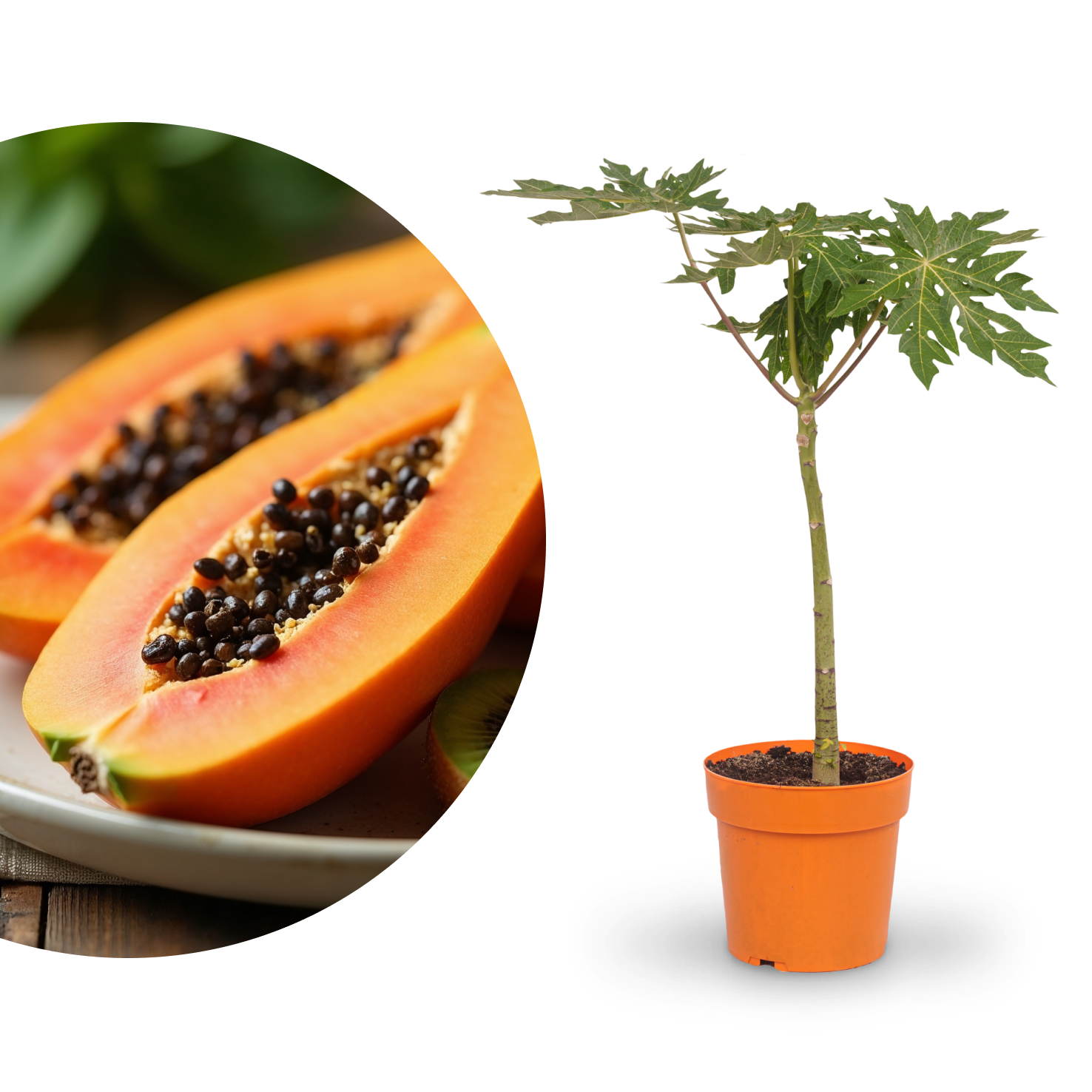 Papaya 'Maradol'