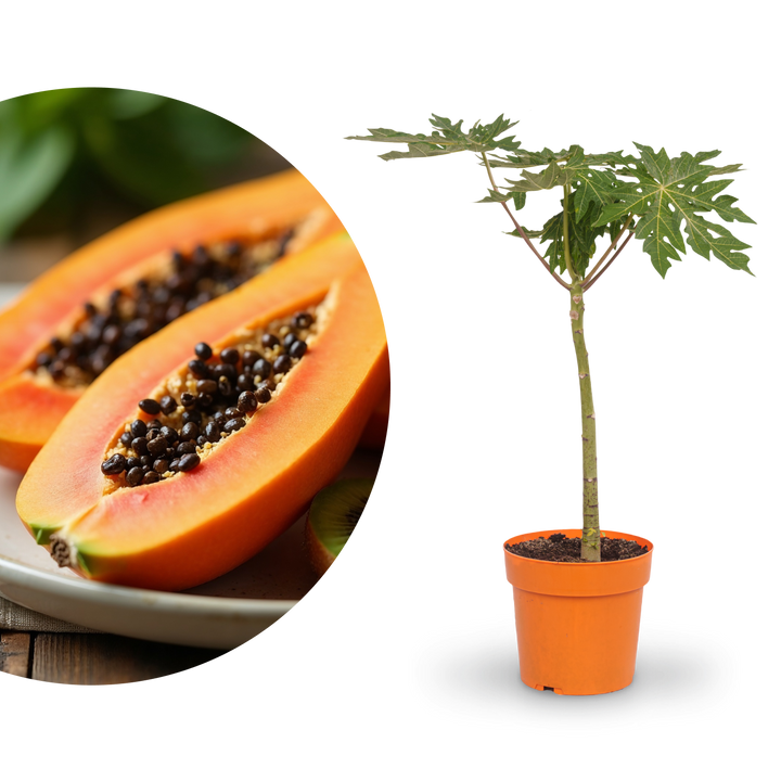 Papaya 'Maradol' kaufen