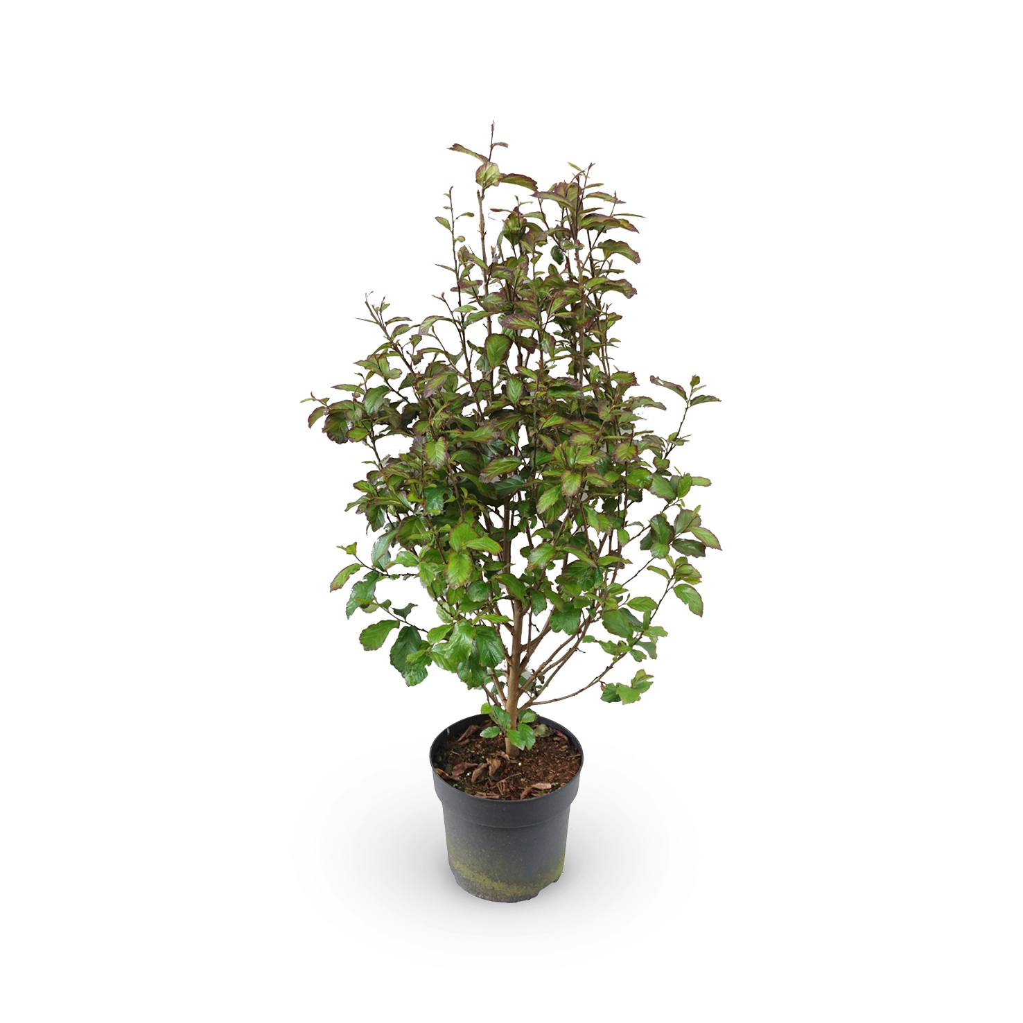 Parrotia persica 'Persian Spire'