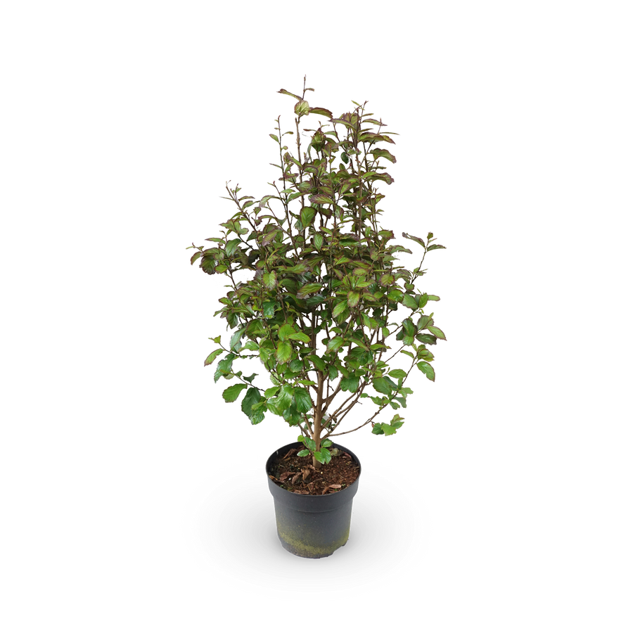 Parrotia persica 'Persian Spire'