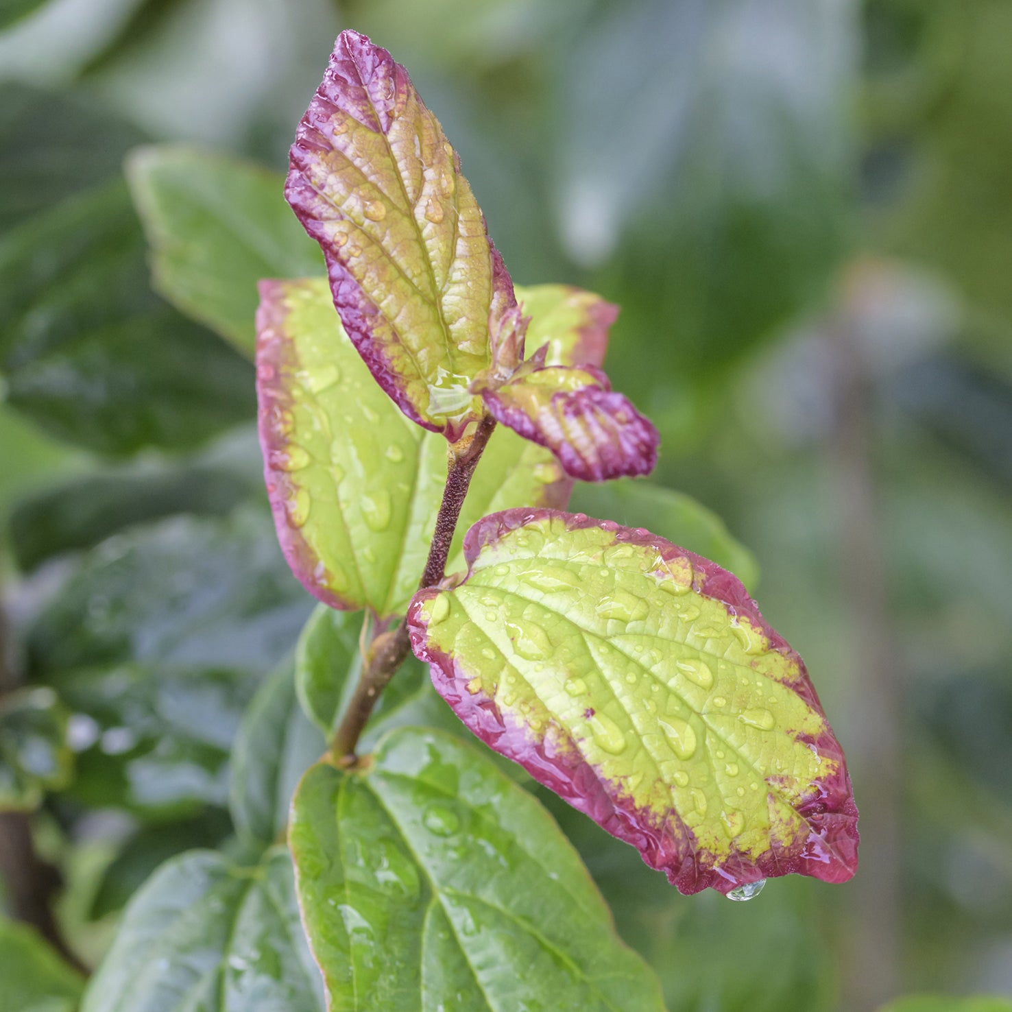 Parrotia persica 'Persian Spire'®