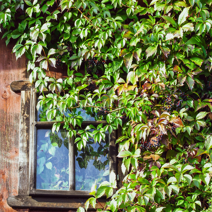 Parthenocissus quinquefolia 'Engelmannii' an Hausfassade