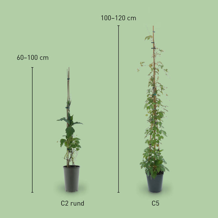 Größe von Parthenocissus tricuspidata 'Veitchii'