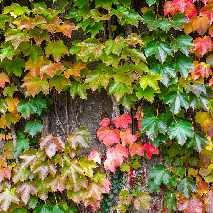 Parthenocissus tricuspidata 'Veitchii' an Hausfassade