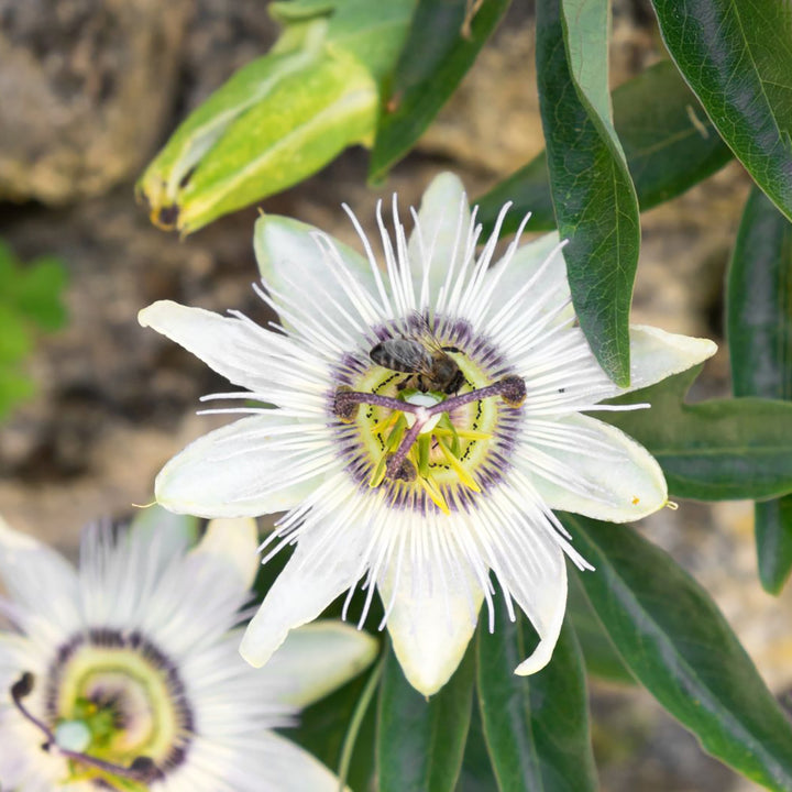 Passionsblume 'Constance Elliot'