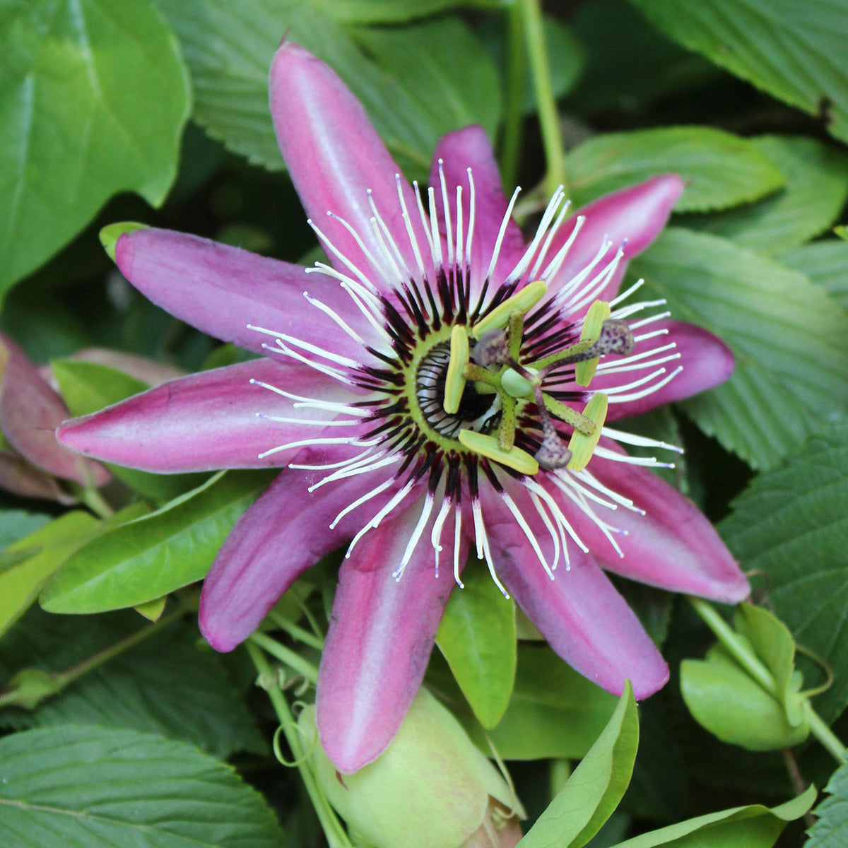Passionsblume 'Lavender Lady'