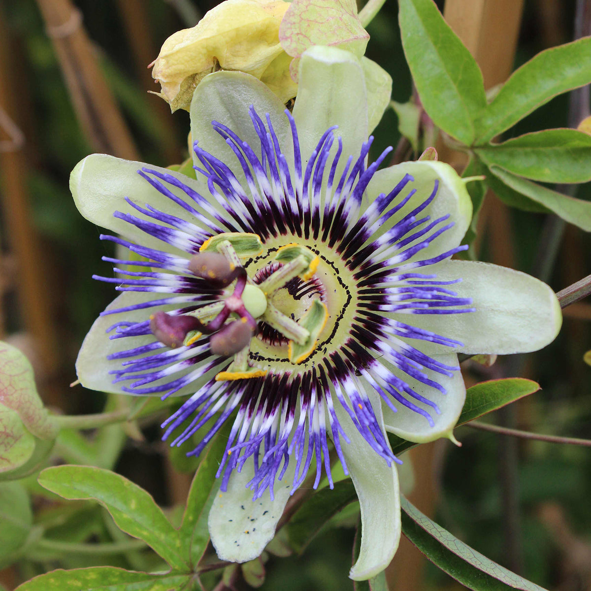 Passionsblume 'Purple Haze'