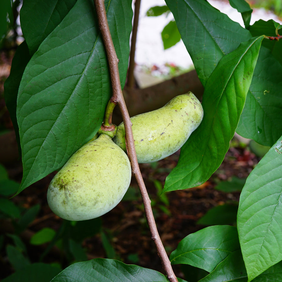 Früchte der Pawpaw Asimina triloba