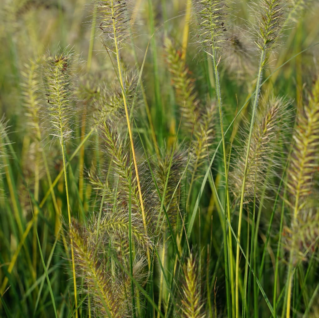 Pennisetum alopecuroides 'Goldstrich'