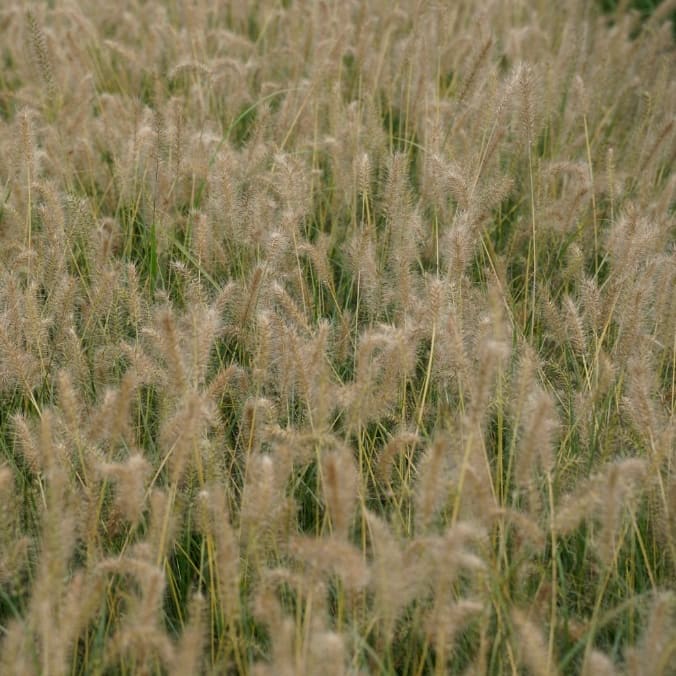 Pennisetum alopecuroides 'Goldstrich'