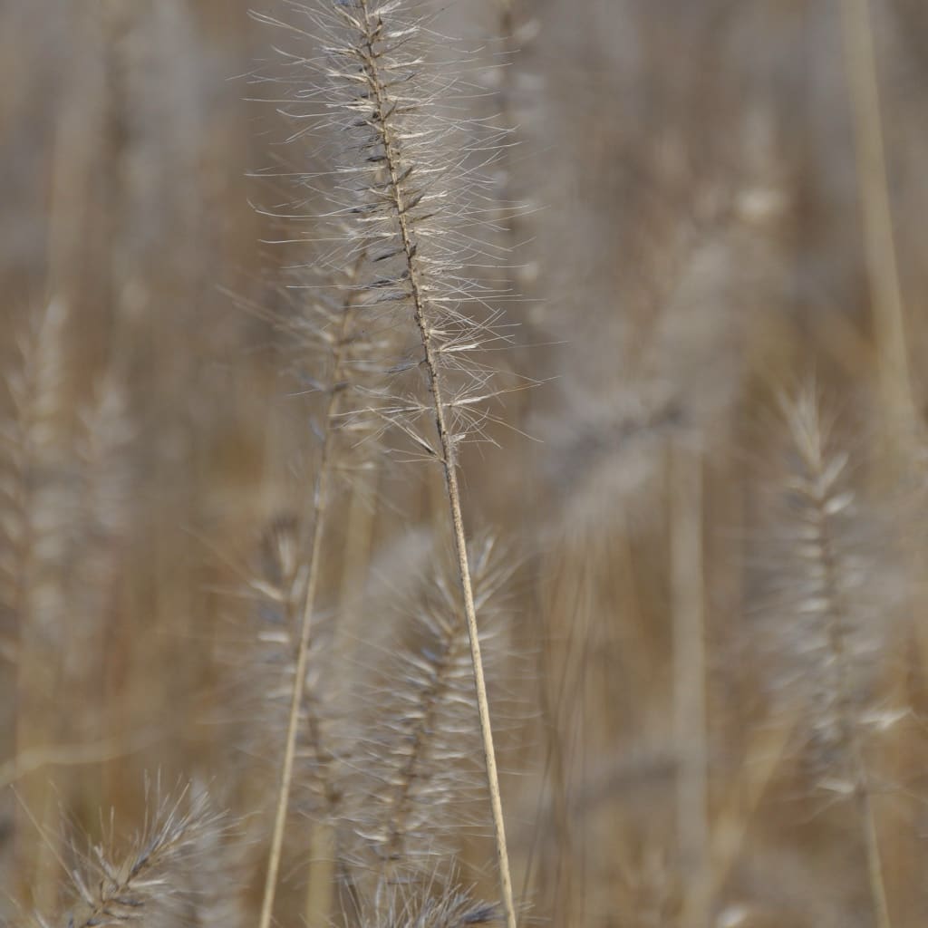 Pennisetum alopecuroides 'Hameln'