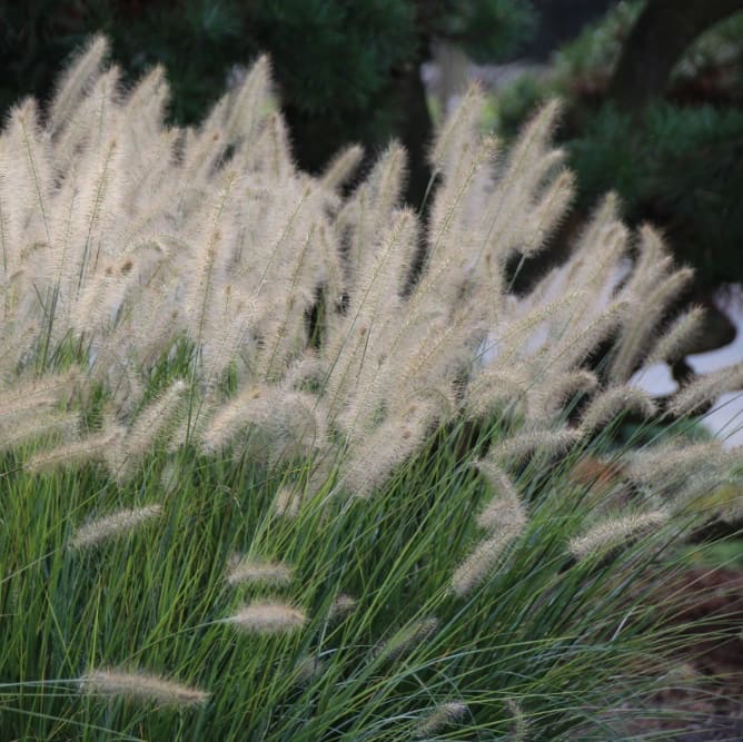 Pennisetum alopecuroides 'Hameln'
