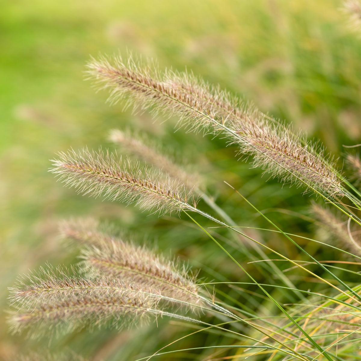 Pennisetum alopecuroides 'Hameln'