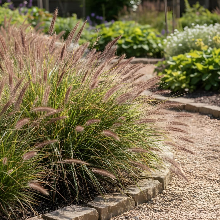 Pennisetum alopecuroides 'Red Head'